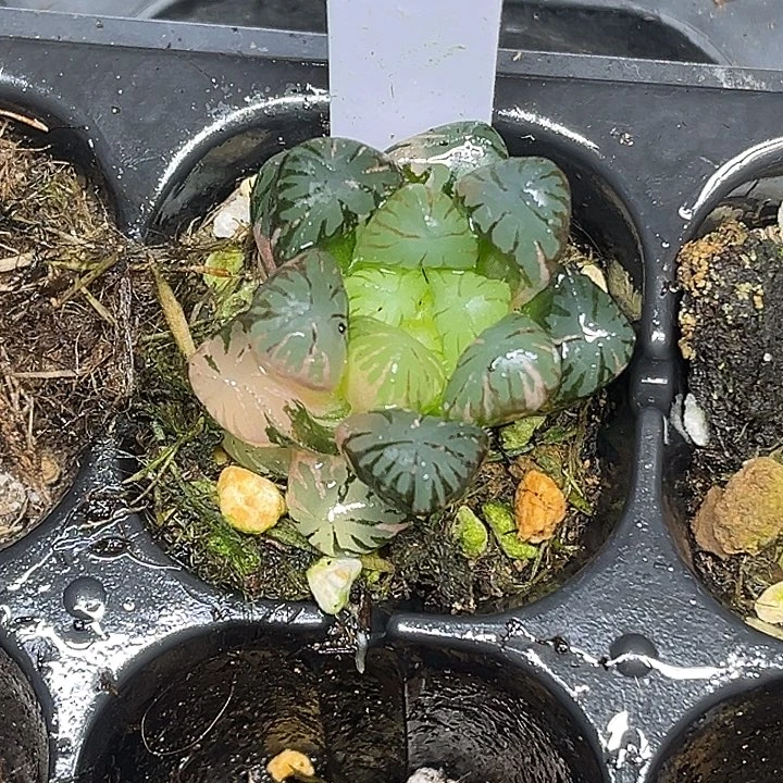 327N1关东大紫冰灯玉露锦脱土发货