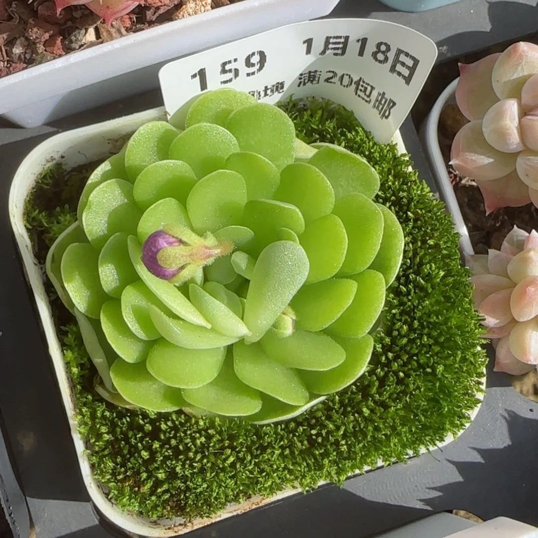 花语逸镜0118-159捕虫堇