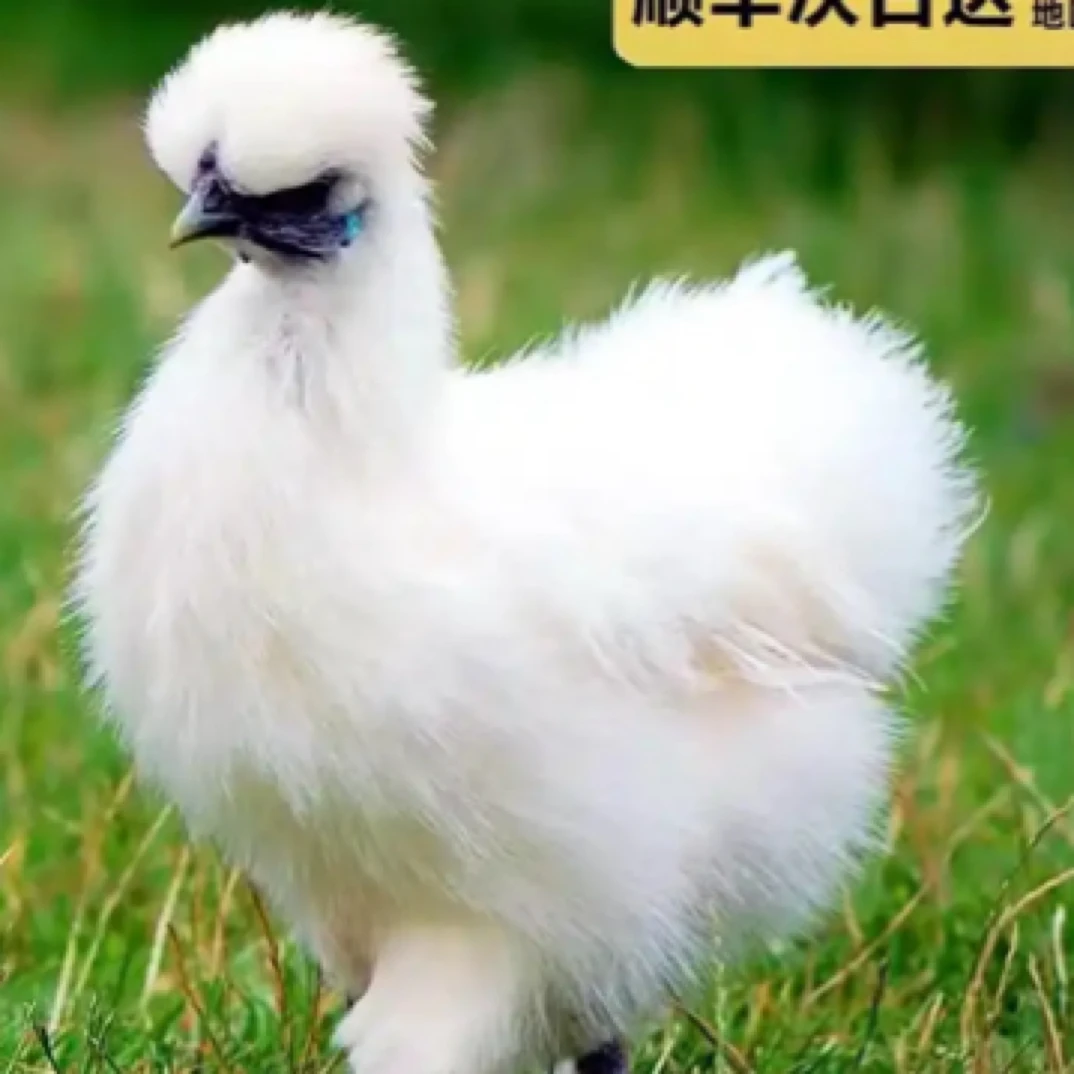 宠物鸡 白凤乌鸡苗 疫苗齐全 活体包邮