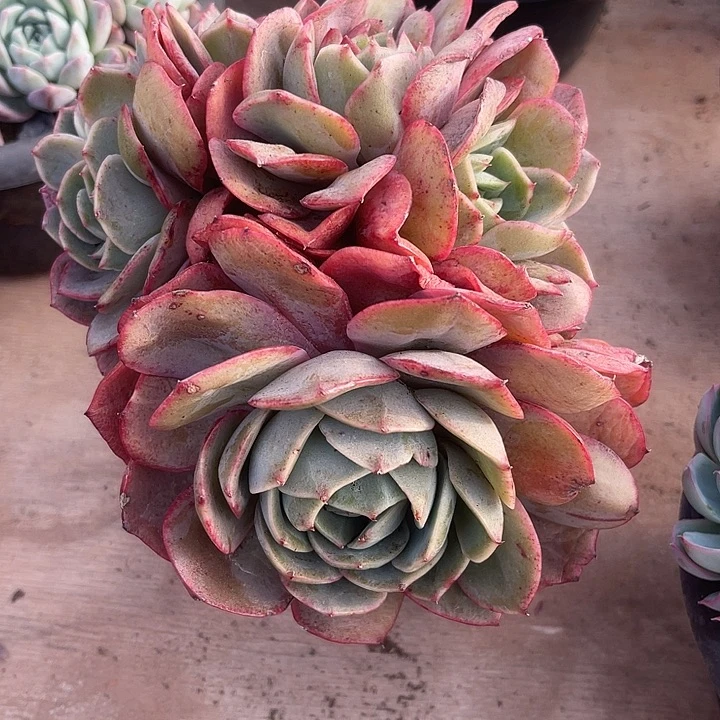 两单包邮，一物一拍杂交