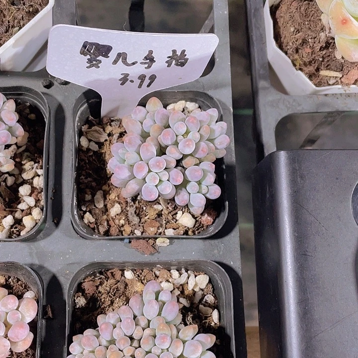 M*X1-4精品婴儿手指多肉植物