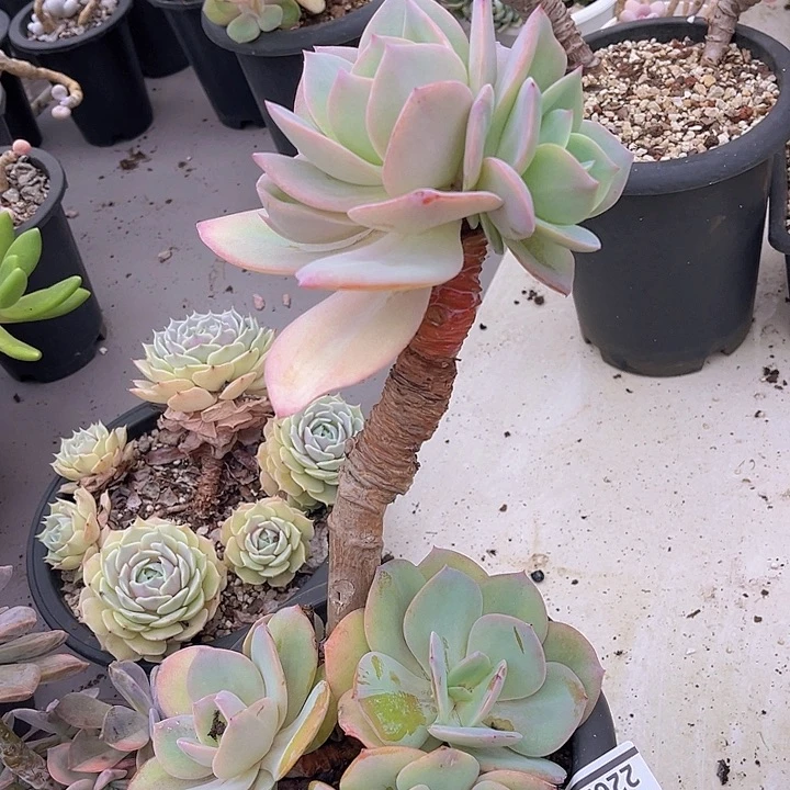 白凤2262多肉植物