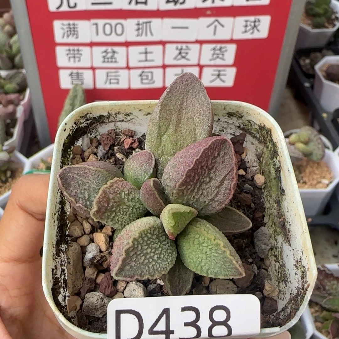 粉红猪肝。   438。