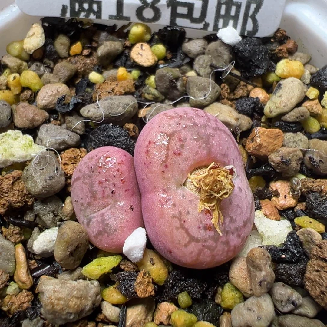 【闪购商品】 173。