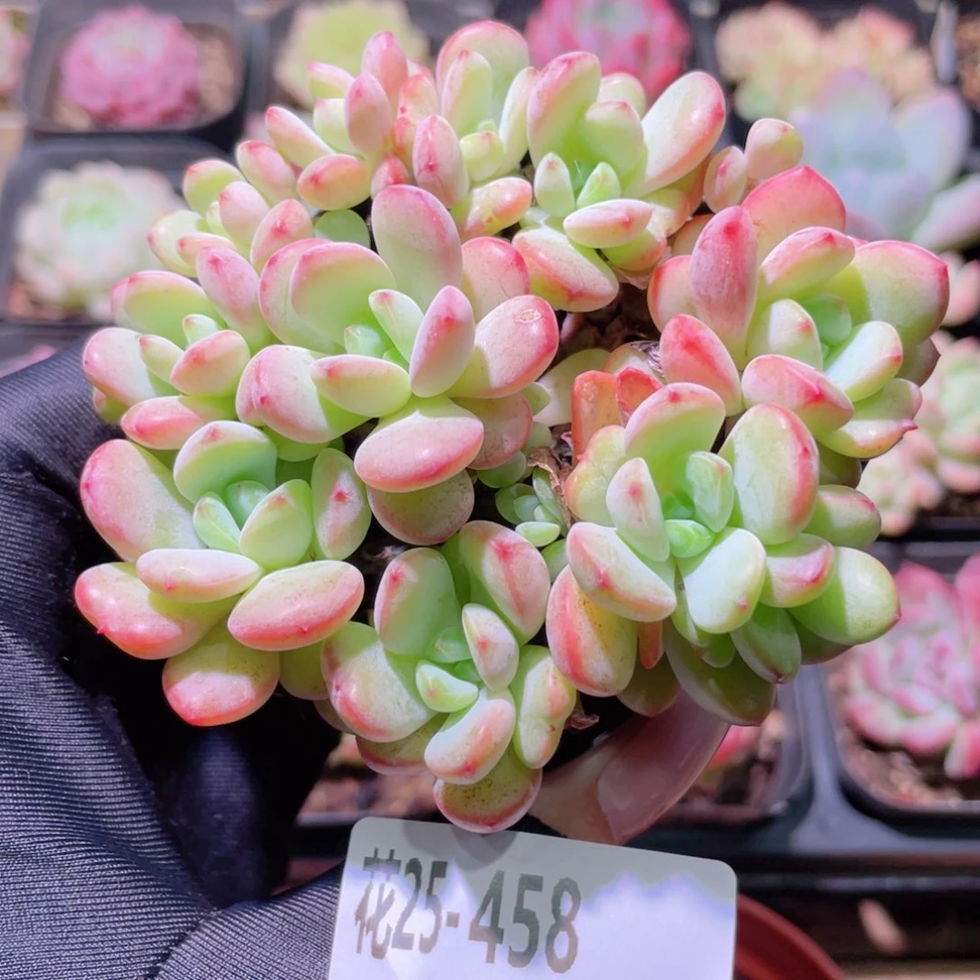 花利美25-458新品