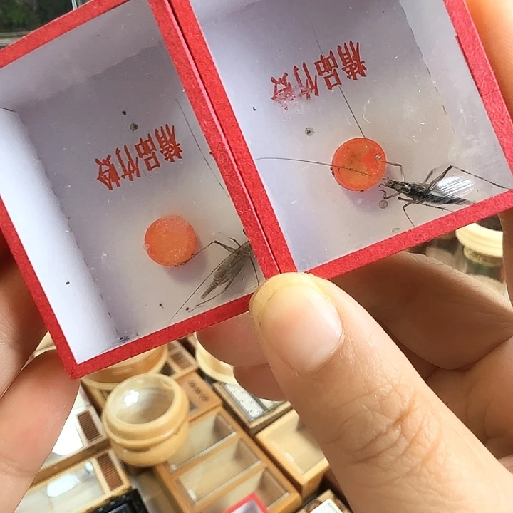 紫竹连口人工2只啊啊啊啊啊