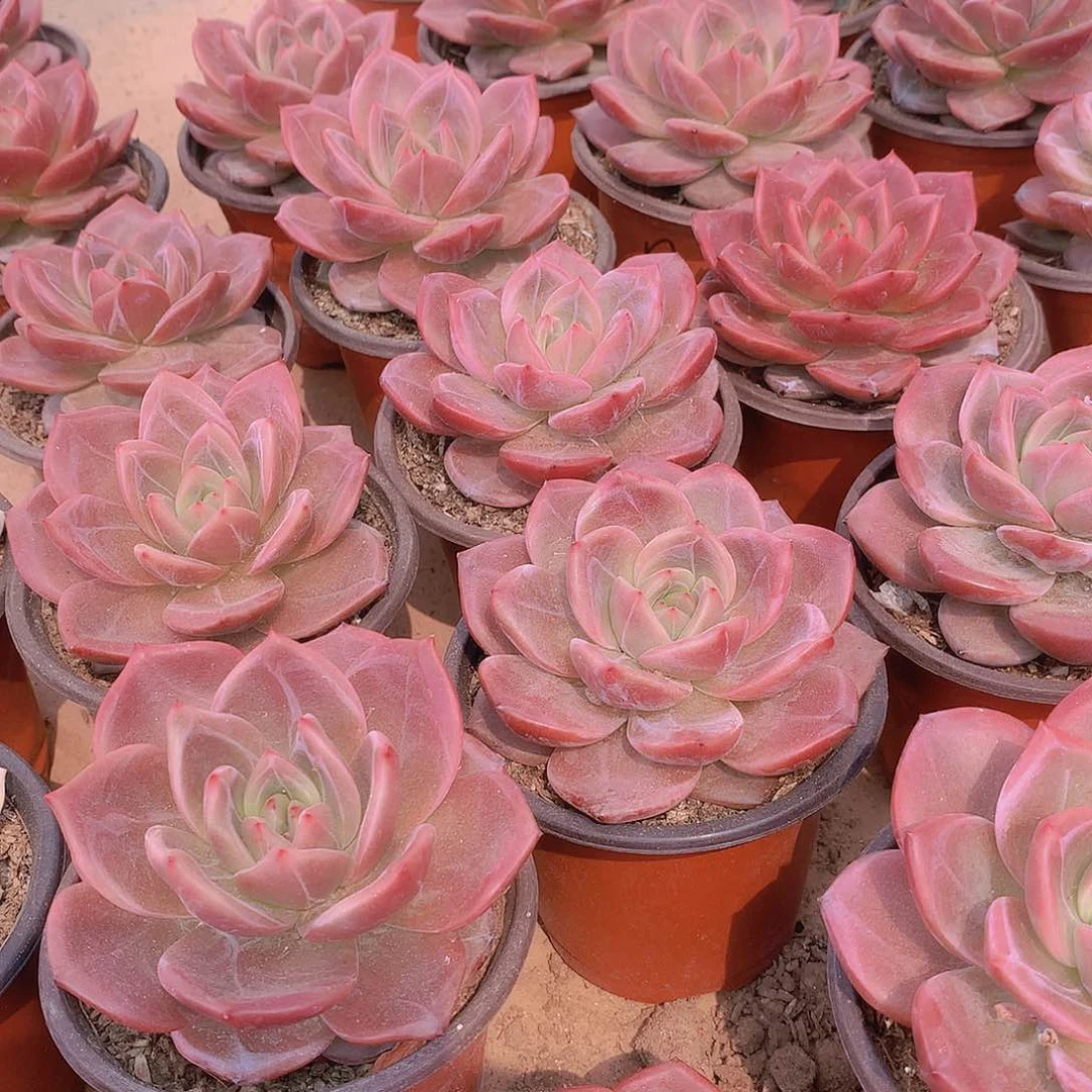 优选香槟356788999000