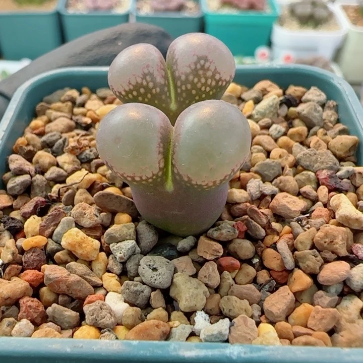 吧****多肉植物风铃母本11号