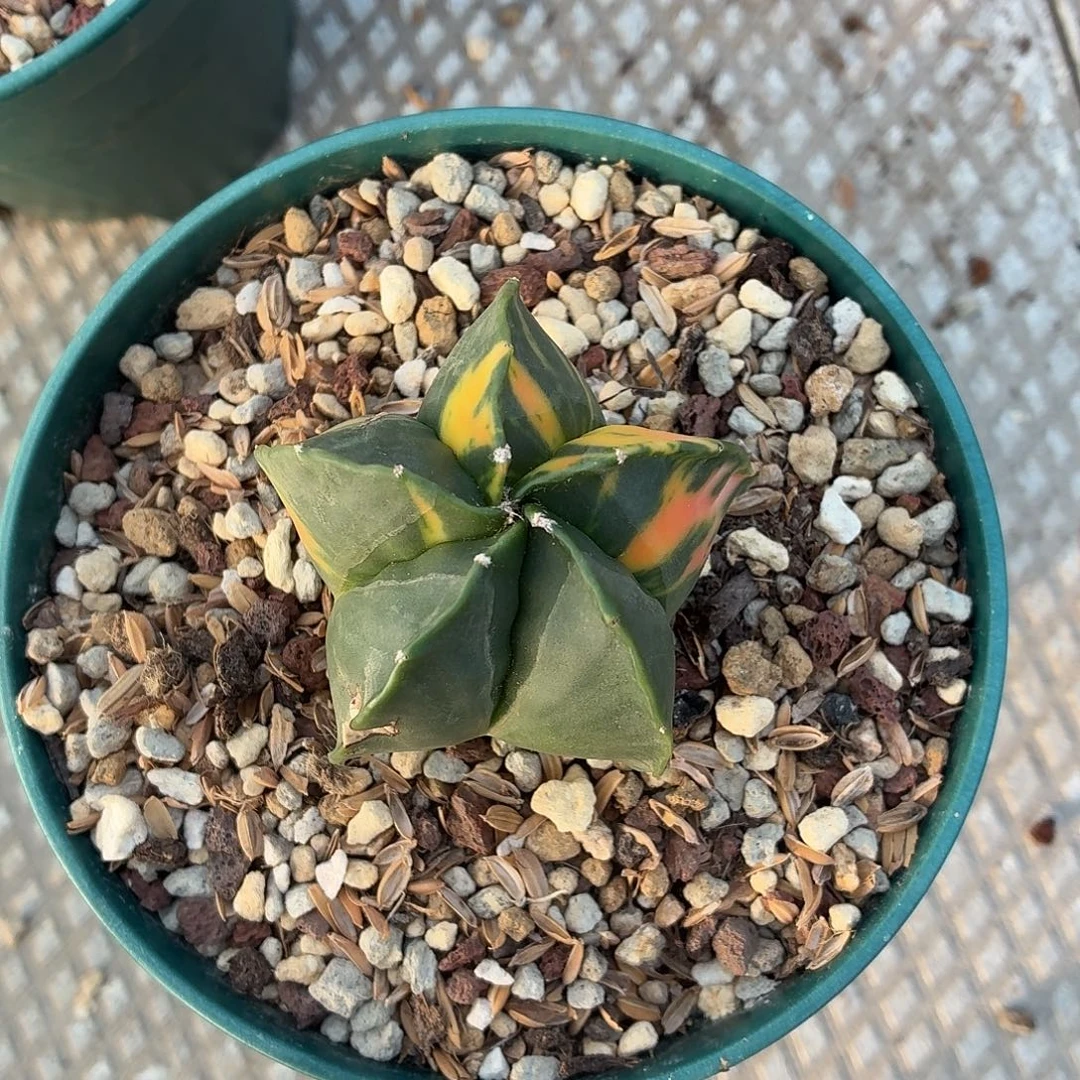 健***福无花朵鸾锦！！！！！！！