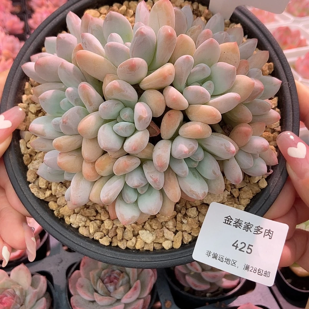 金泰家多肉，425香水