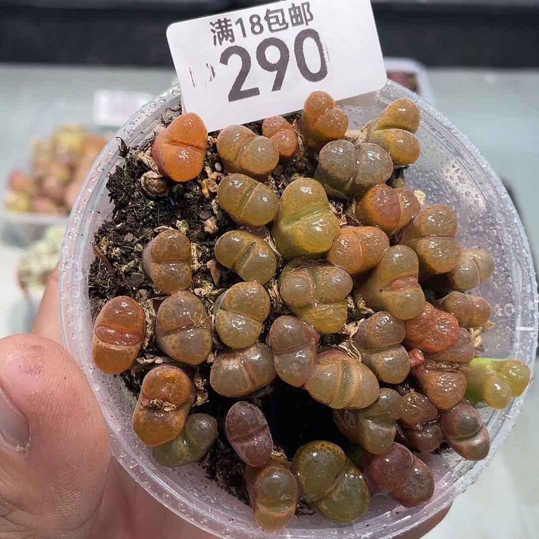 当天凑满十八元包邮生石花