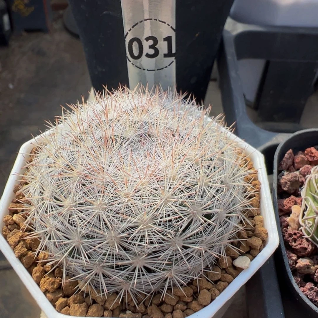 ^***天31实生根樱月多肉植物带盆土