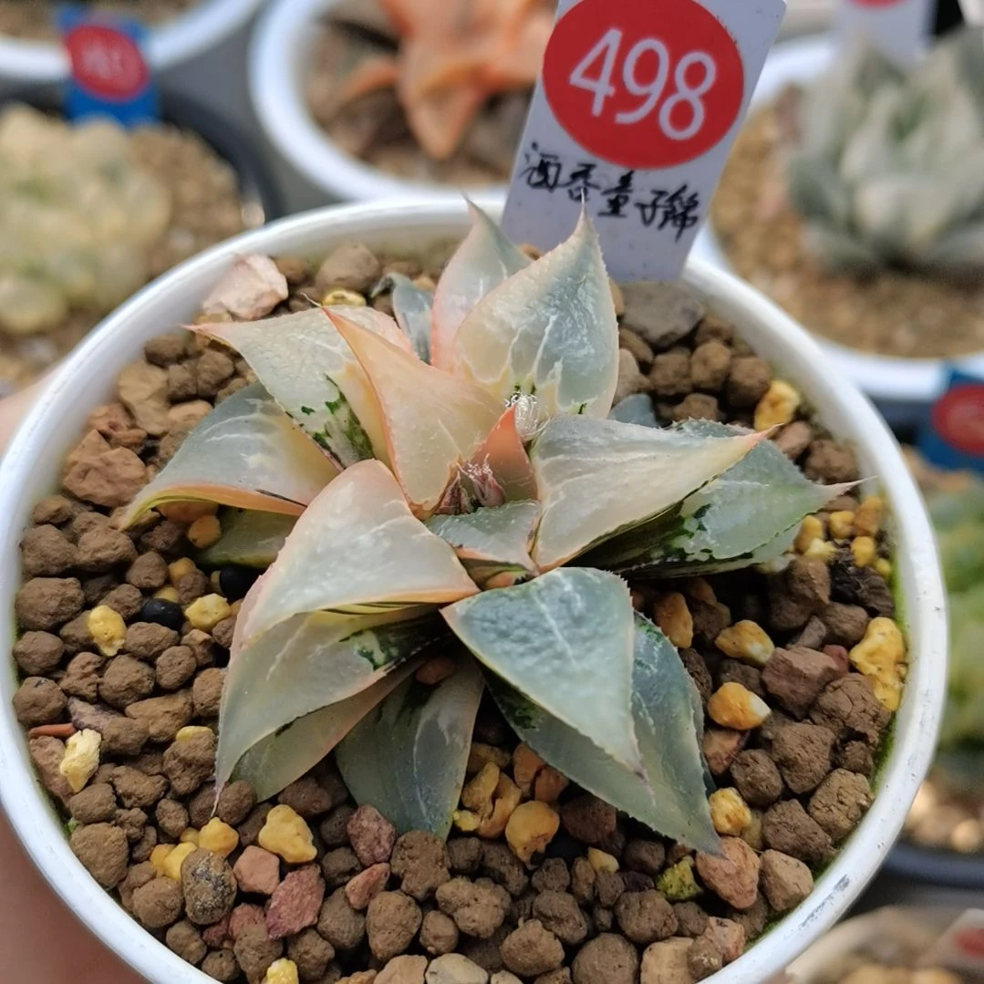 498号酒吞童子锦一物一拍带盆土发货