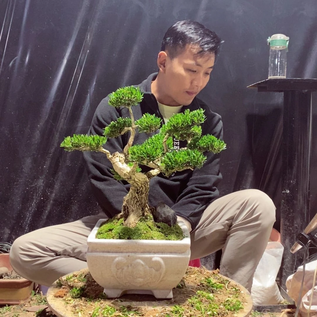 无花朵广东皱皮雀舌黄杨