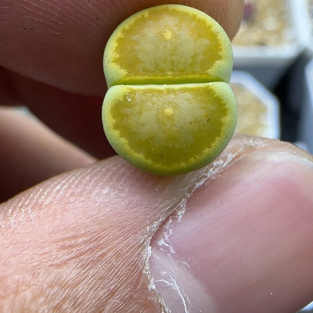 784 生石花大棚直播