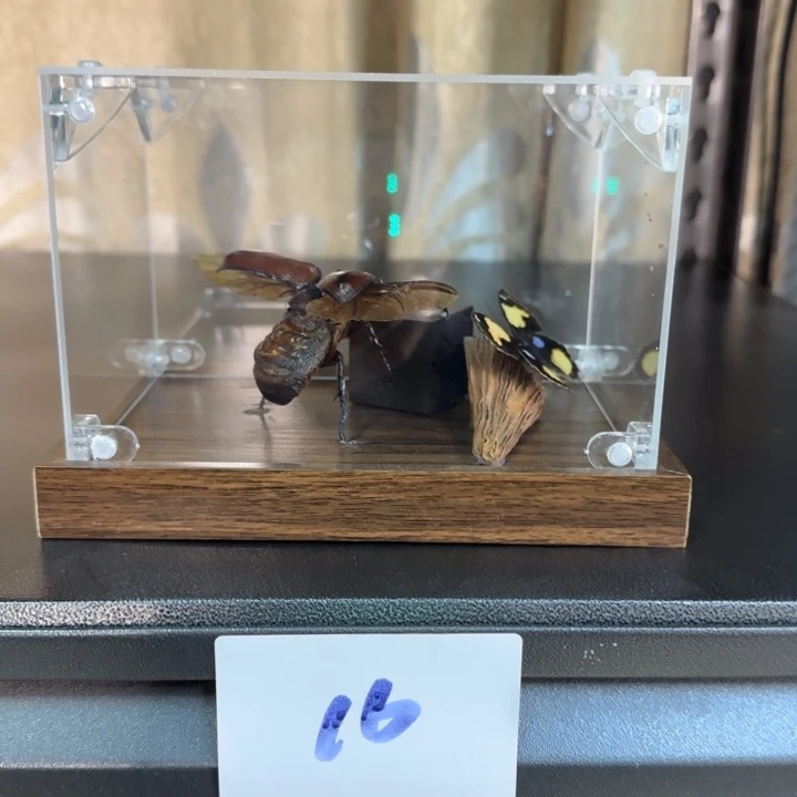 蝴蝶标本蝴蝶标本