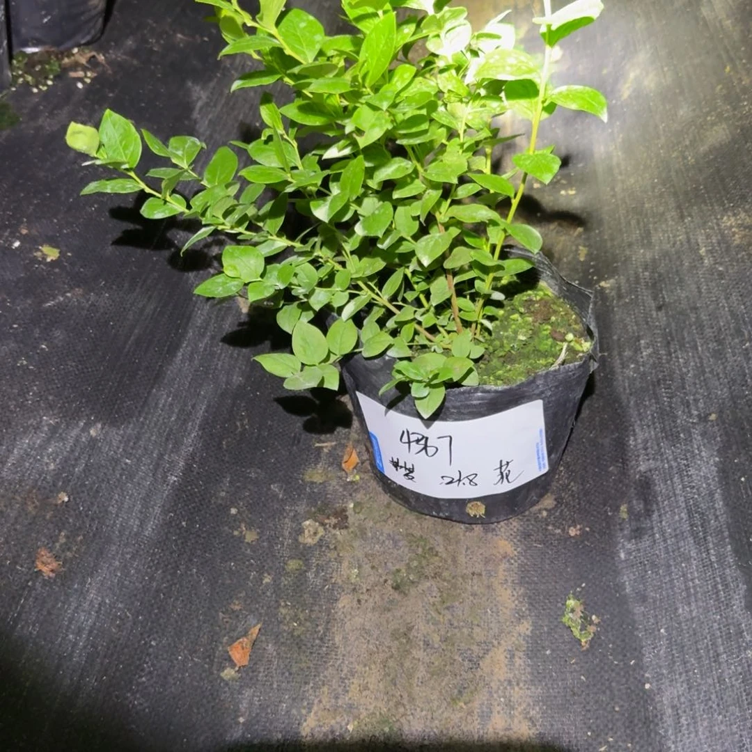 梦***梦中钵花香一物一拍4367