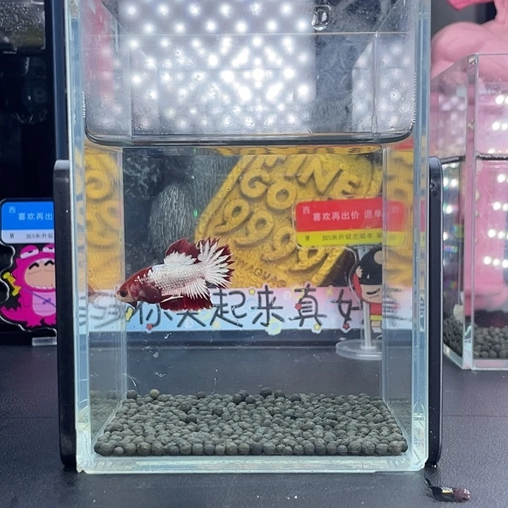 斗鱼12号926早fccp