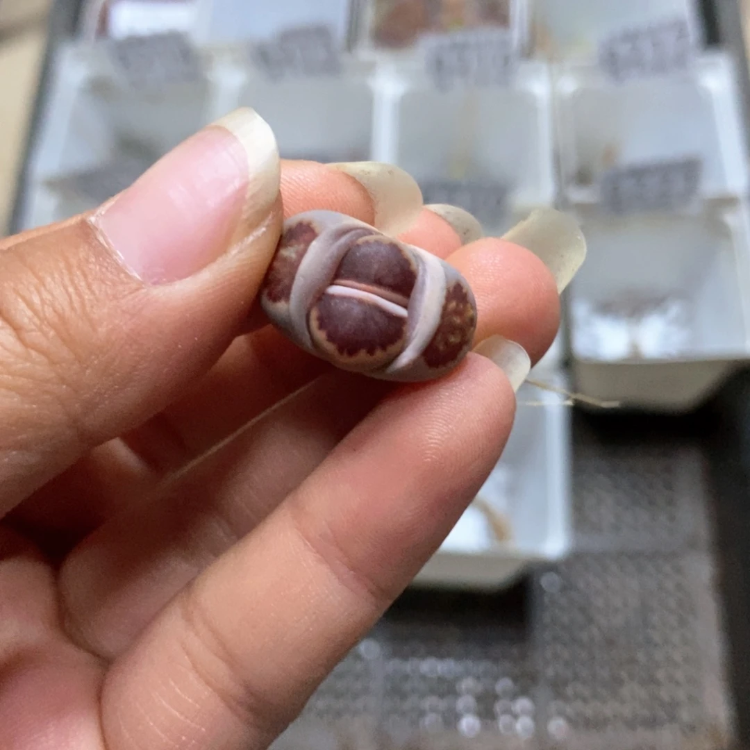 8225生石花一颗菊