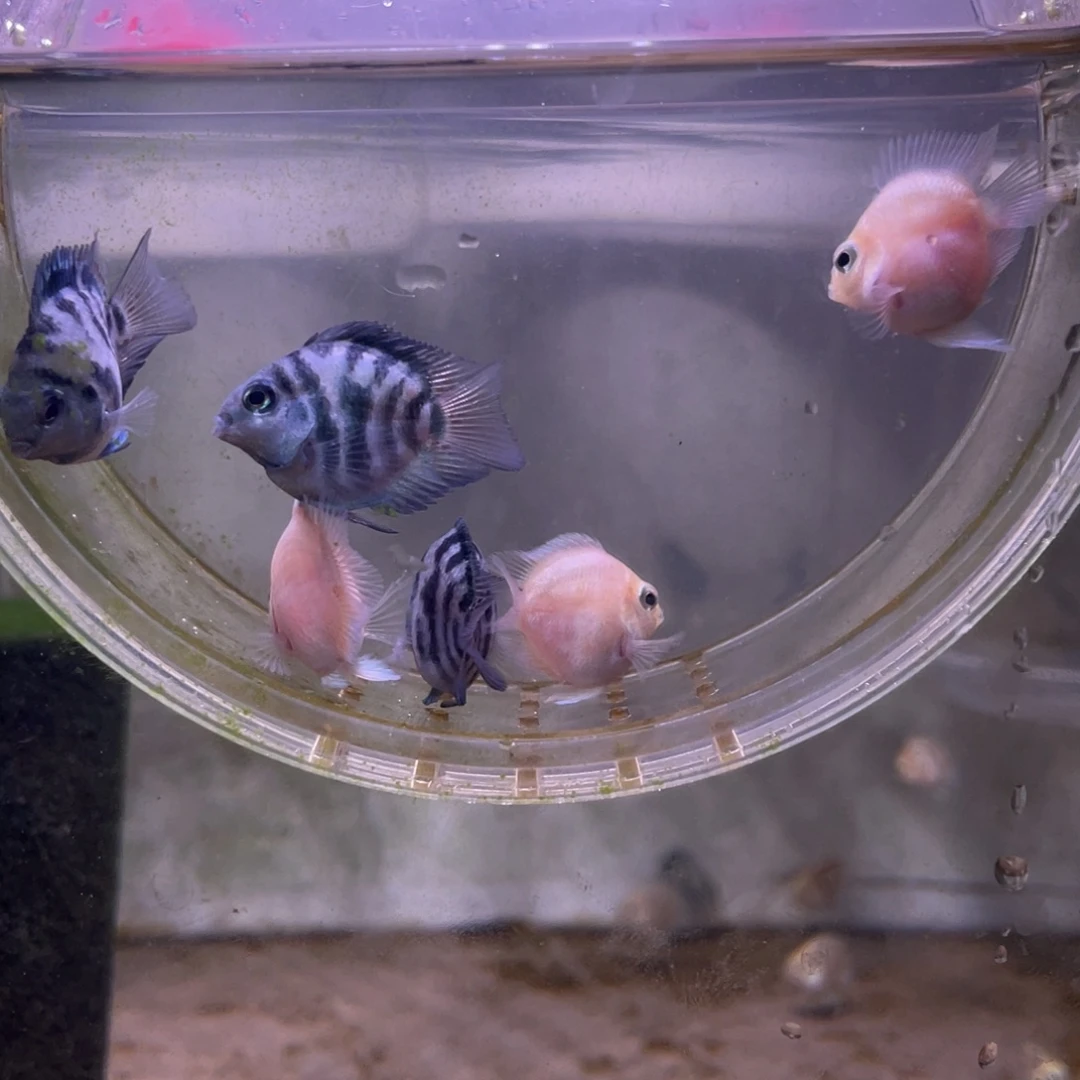 短鲷鱼白金宝蓝一组6条