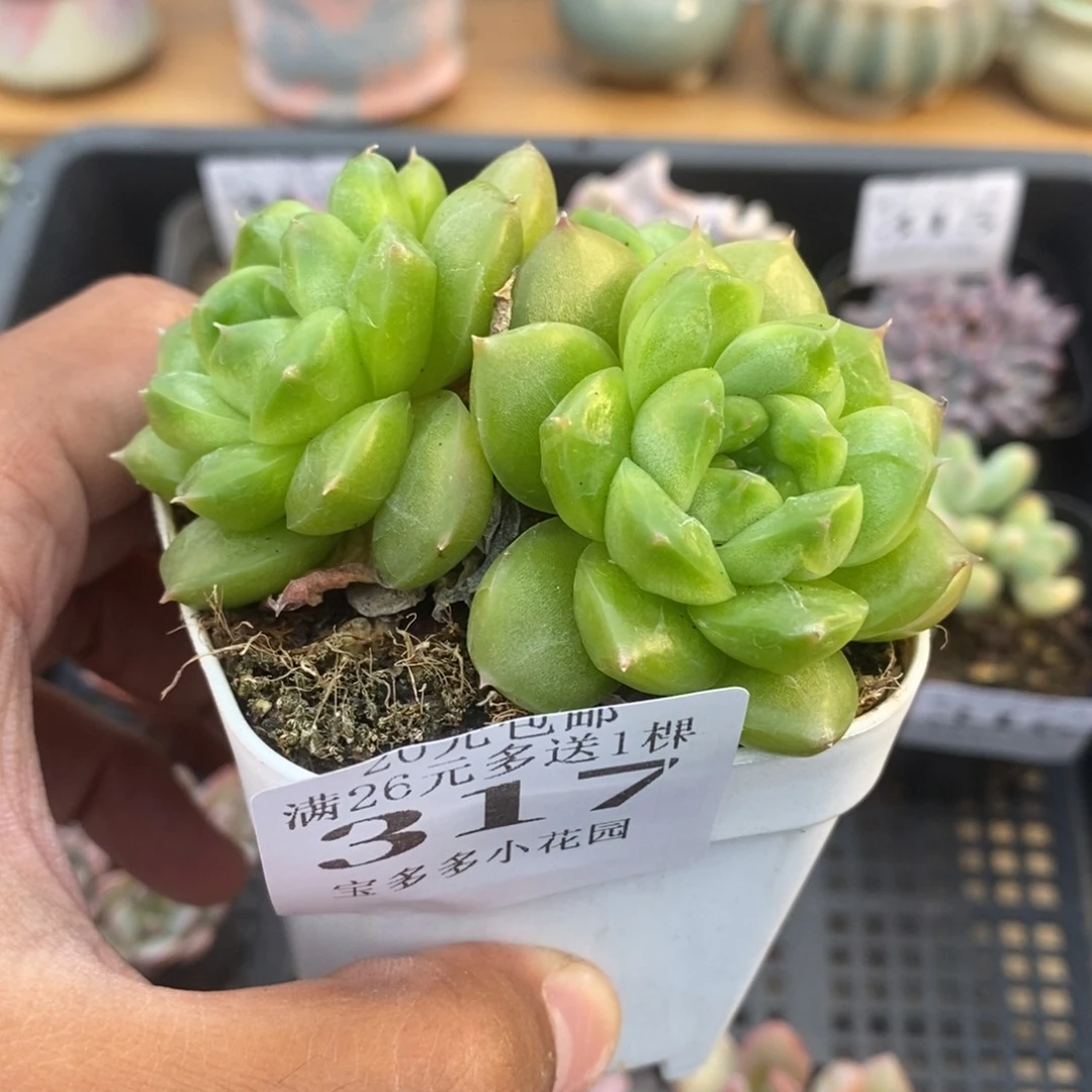 绿钻珍妮三头群一物一拍满20包邮满26送一颗多肉