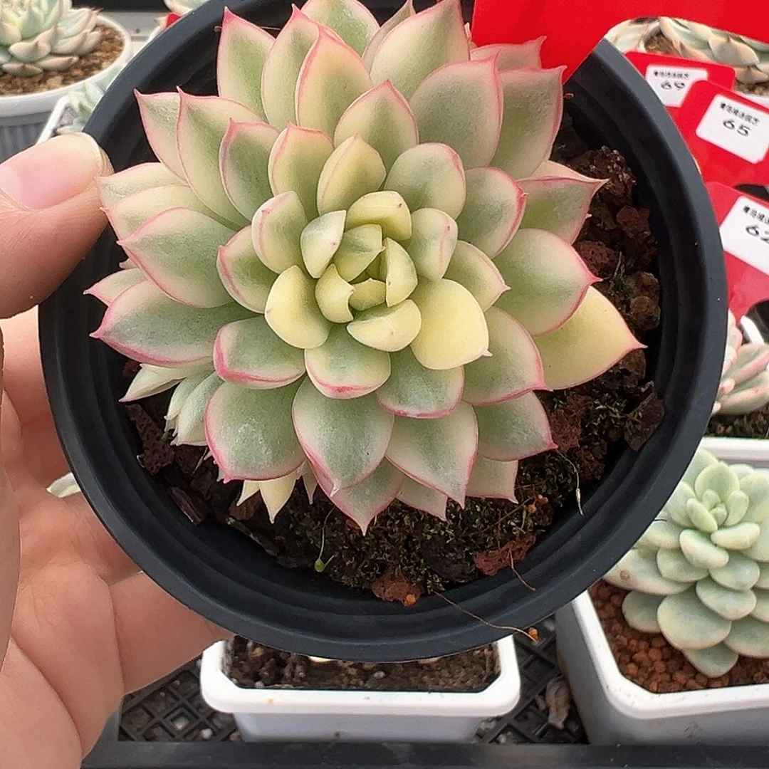 63号女雏锦多肉植物