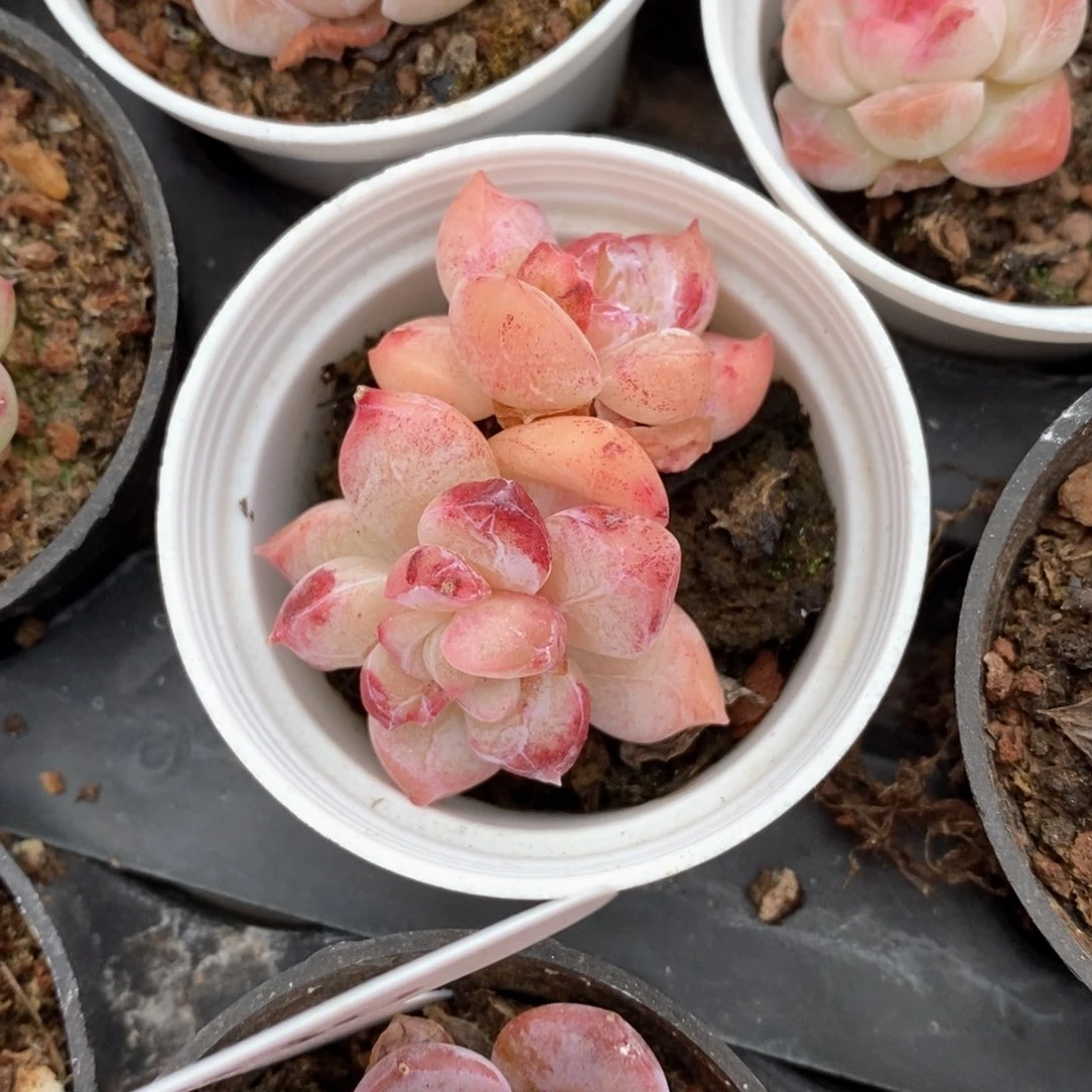 精品多肉一物一拍不包整60