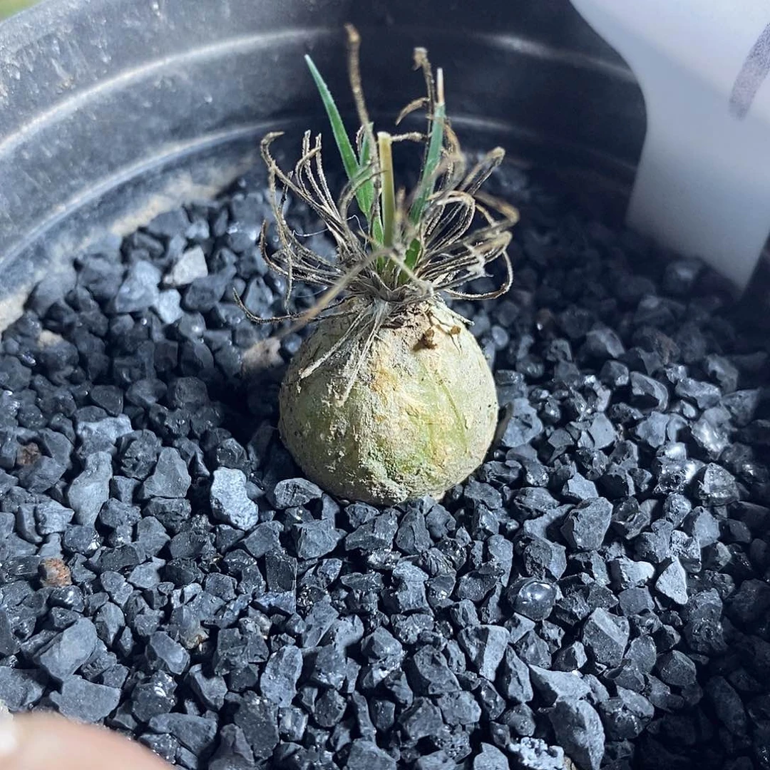 实生迷你海葱29号1.8cm