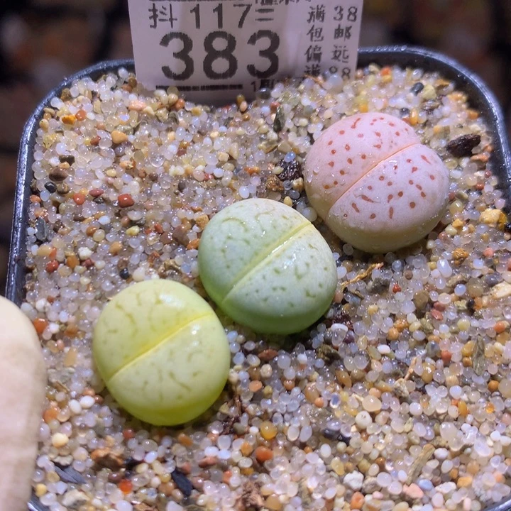 精品生石花117.383