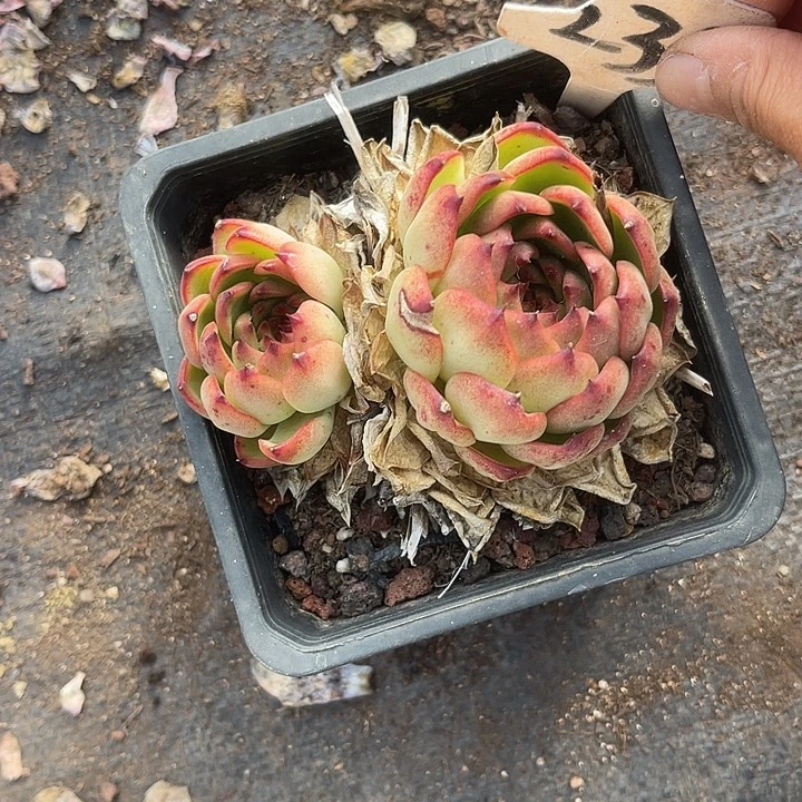 小***师晨语多肉，一物一拍233