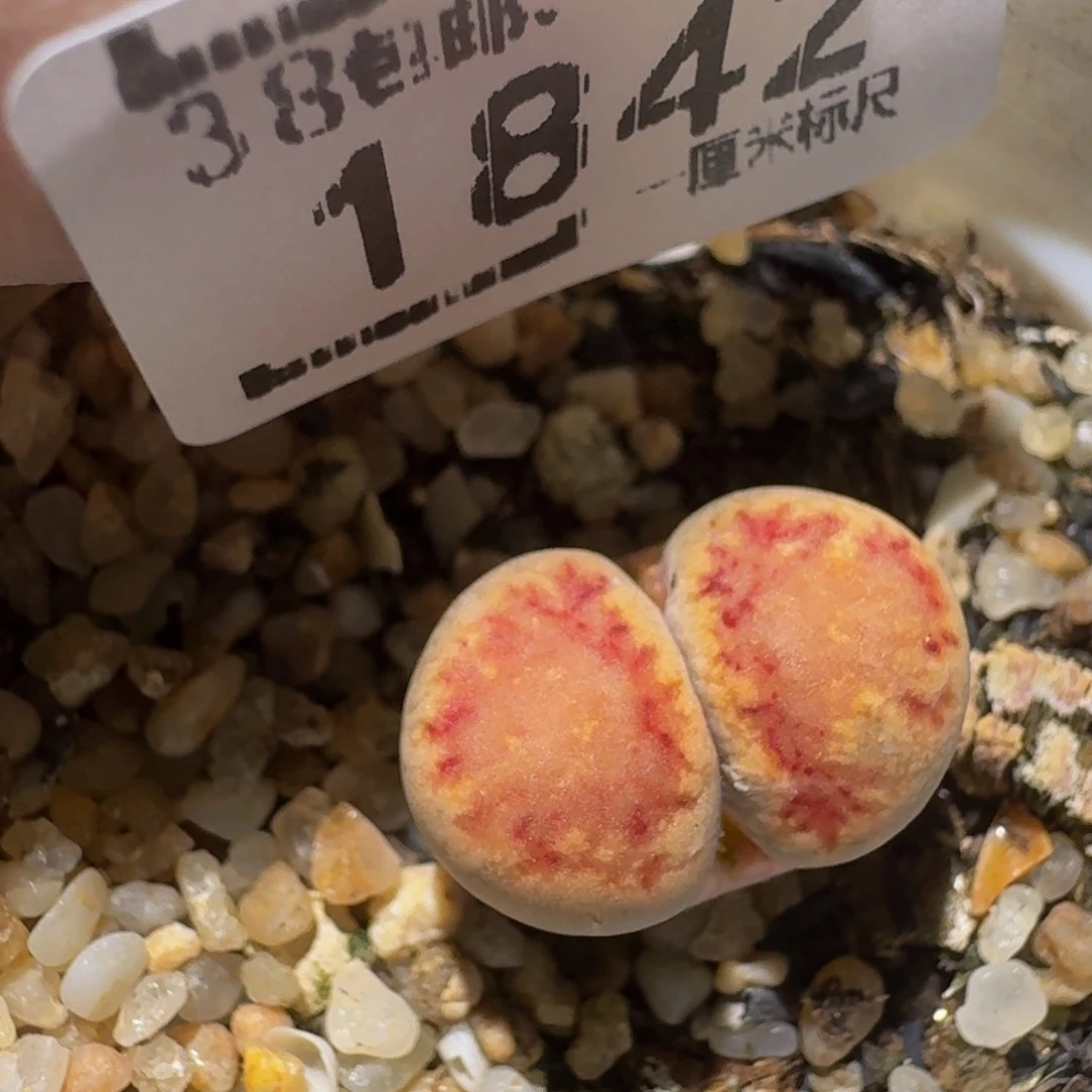 Zzzzzz生石花肉锥1842