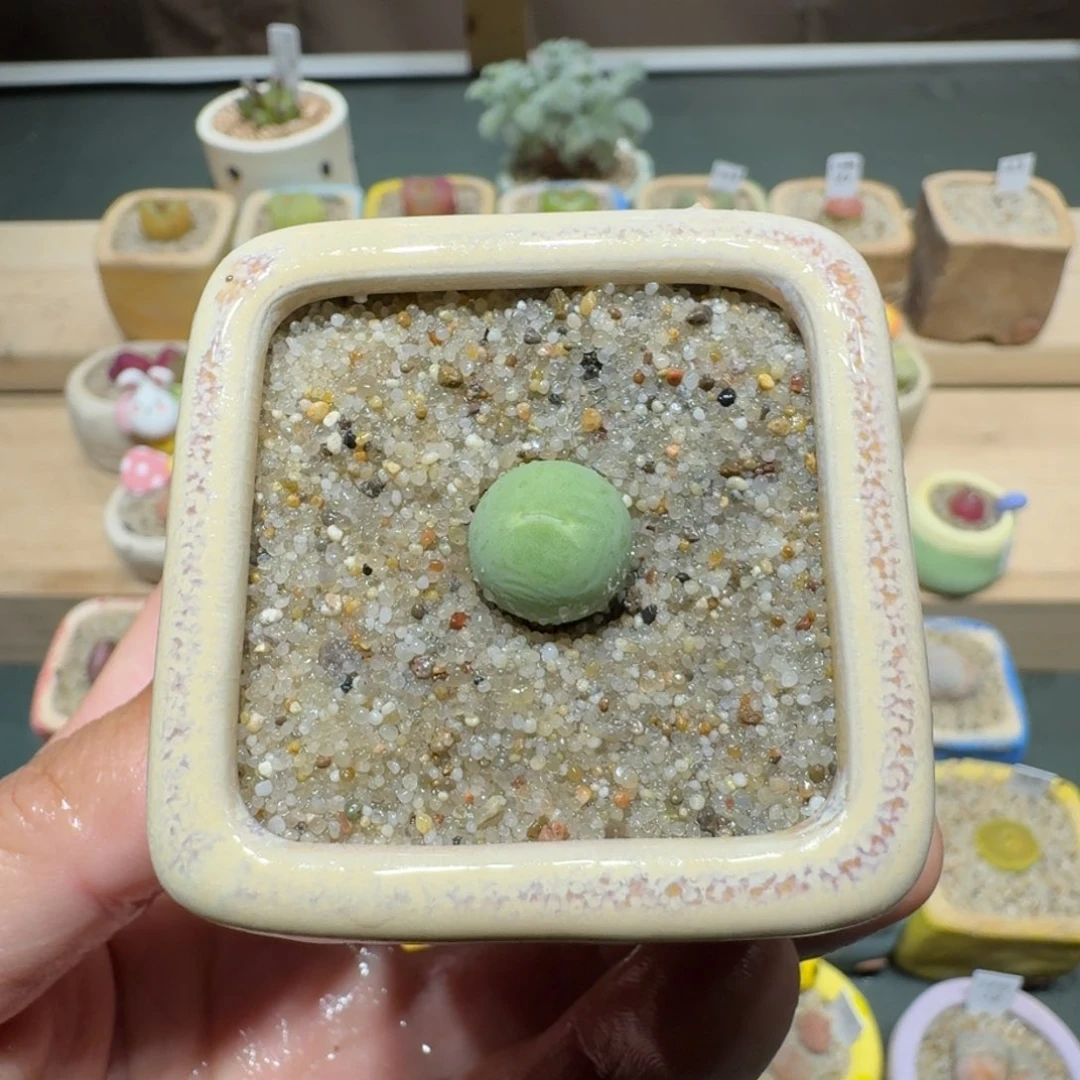 红陶蘑菇1090鸽子蛋