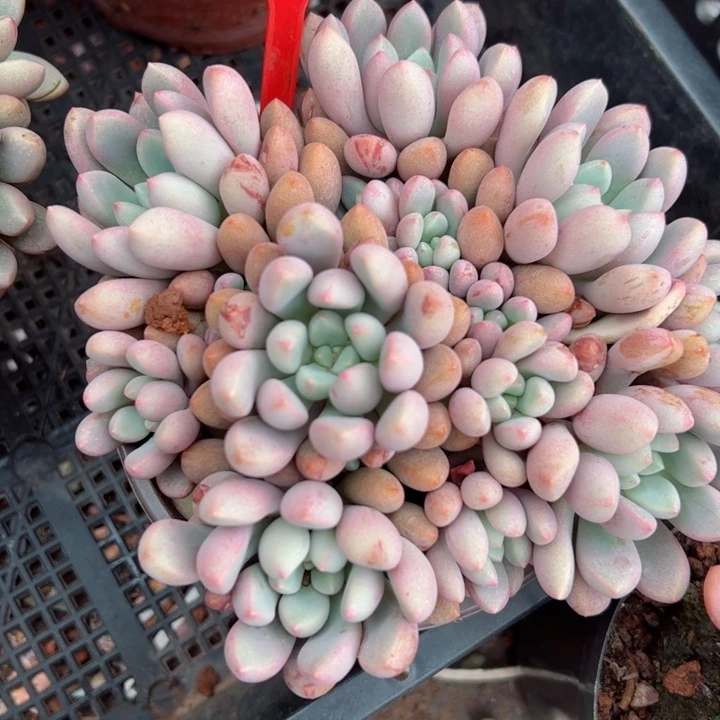 260熊猫眼平平安安健健康康