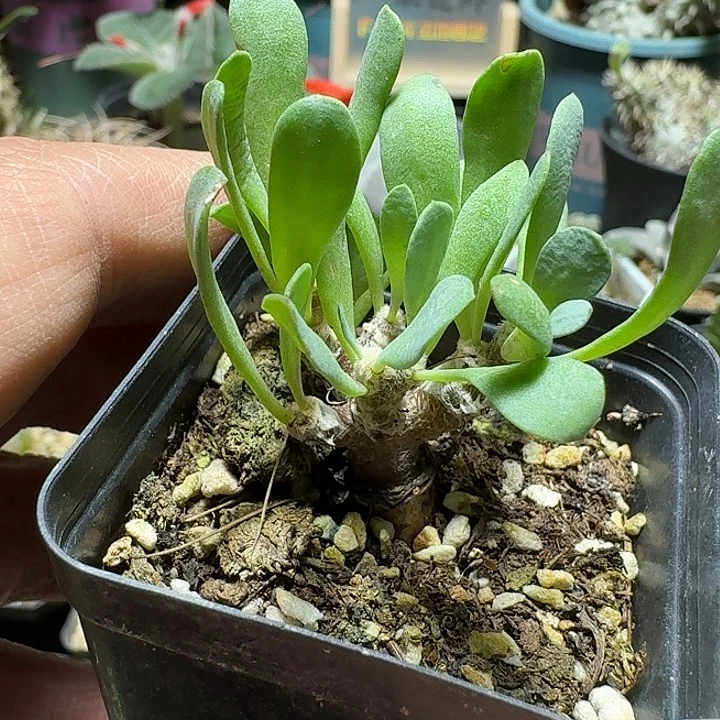 882派马厚敦菊带盆发货