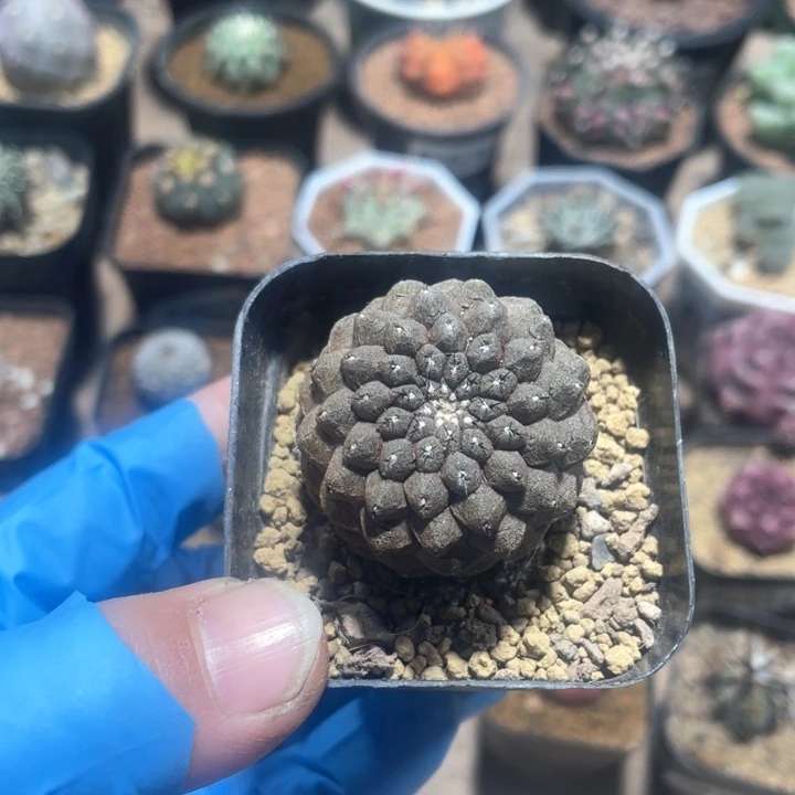 413实生蜥蜴皮仙人球