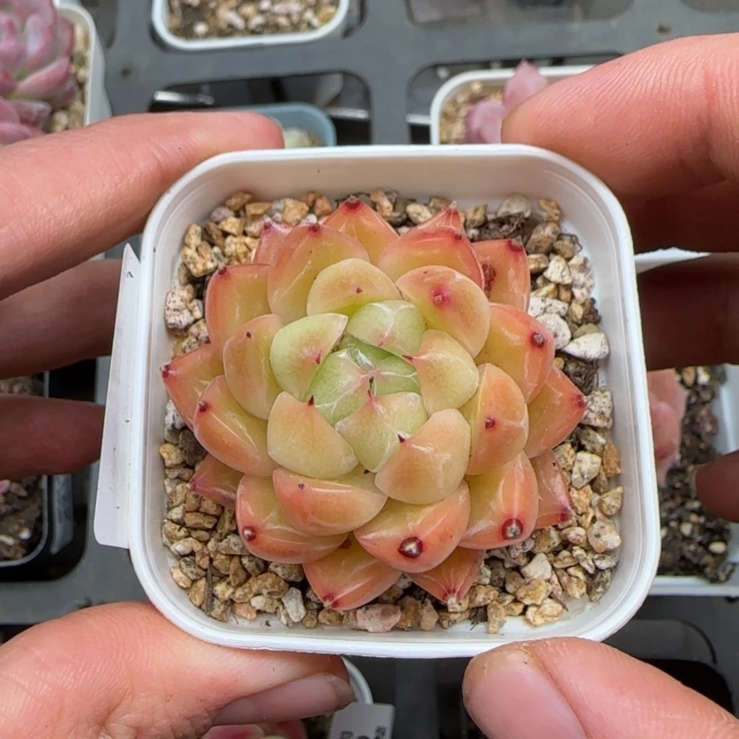 一物一拍月恒29167