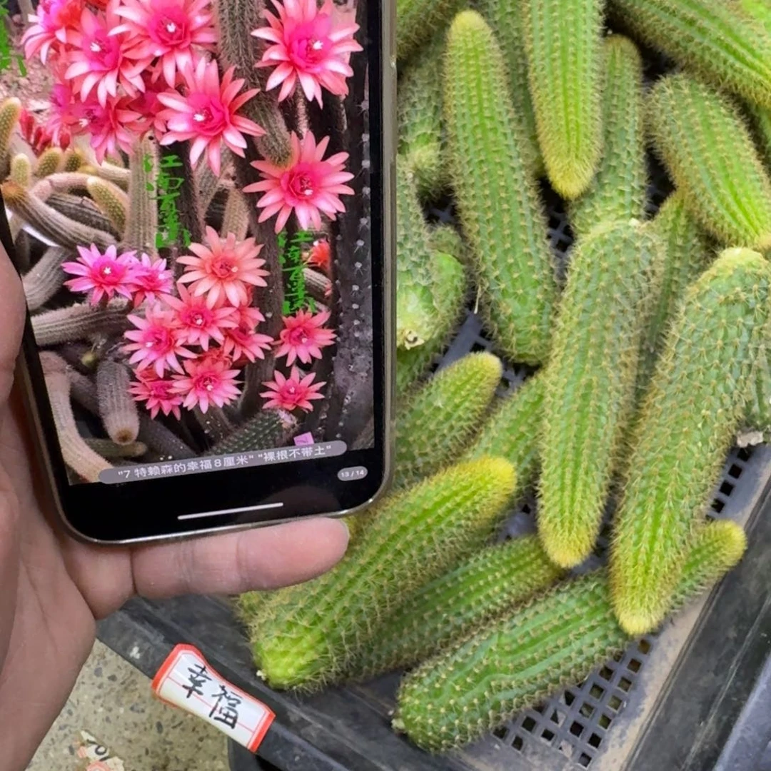 208垂吊金妞特莱森幸福2个无根侧牙8公分左右，20包邮