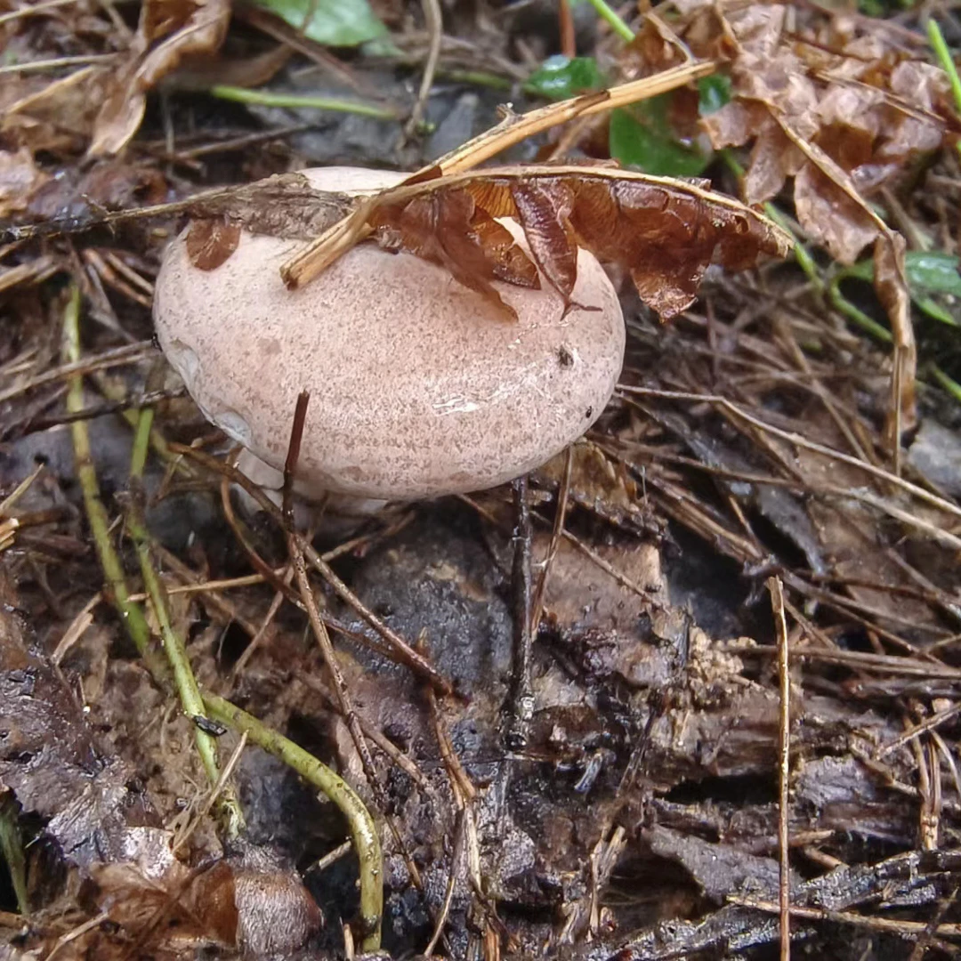 新鲜松树菌枞树菌乌枞菌菇美味佳肴寒菌三九菇