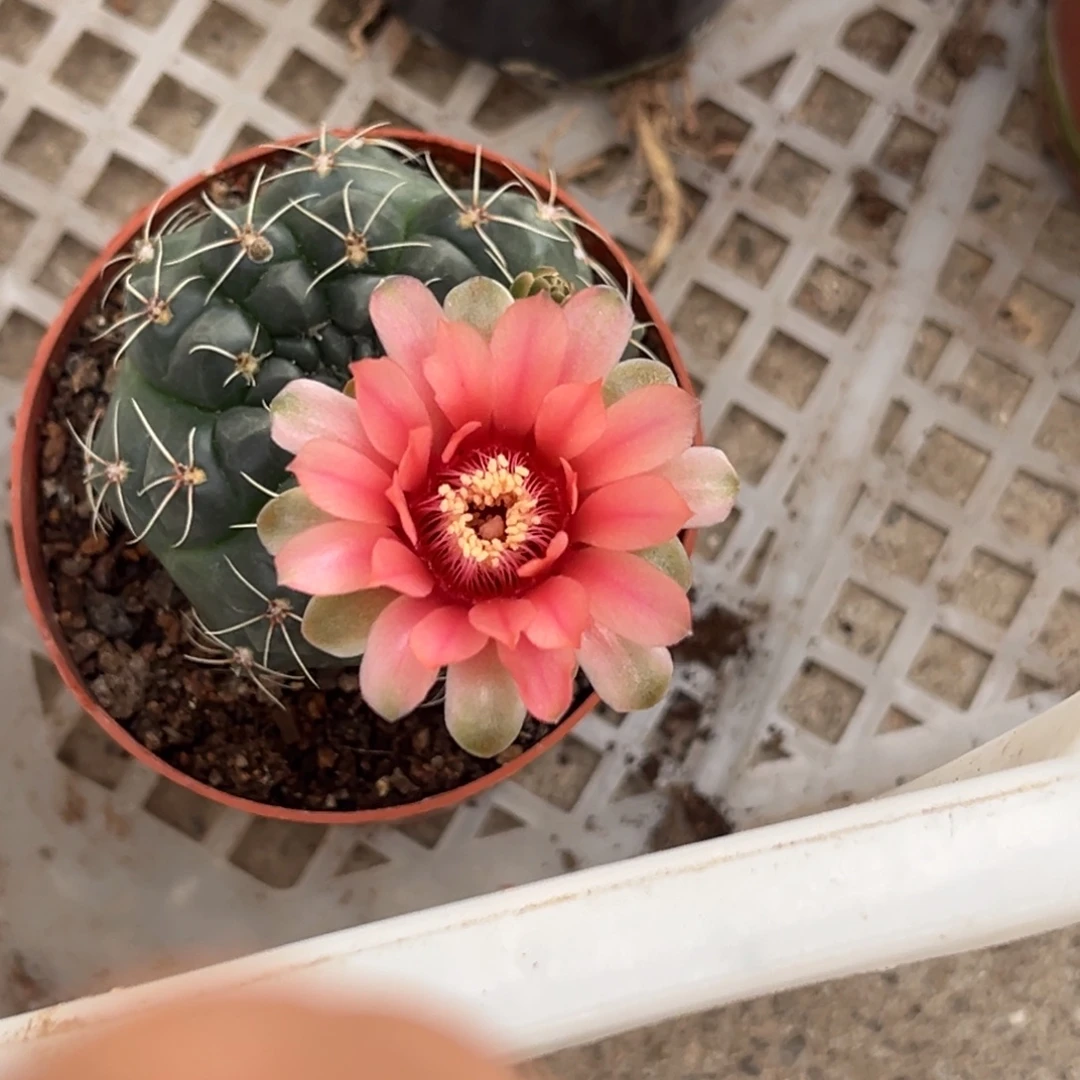 静***安实生绯花玉仙人球3