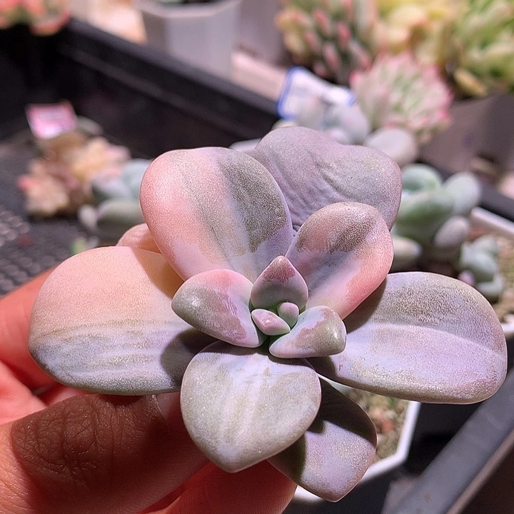 桃霜锦拉丝锦可嫁接