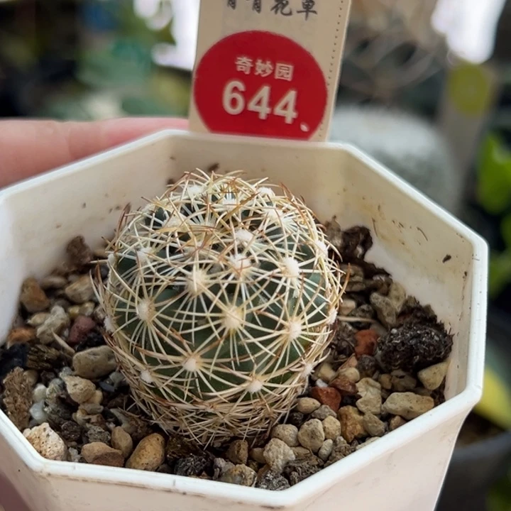 实生狮子奋迅一棵仙人球