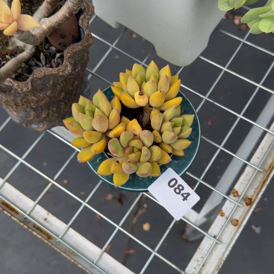 084象牙肉肉肉肉肉肉肉