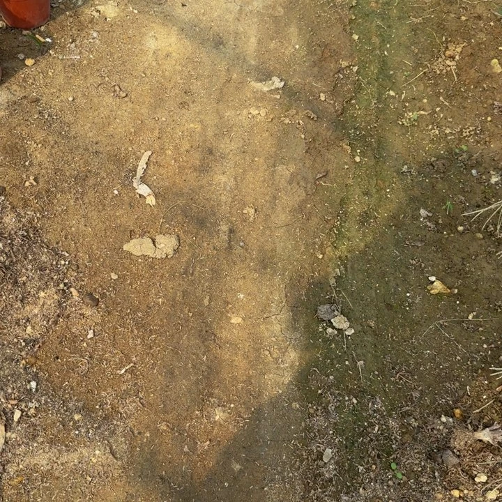 红***叶寄养发货 多肉植物