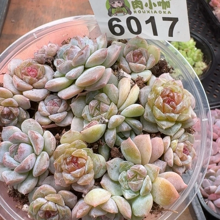 多肉植物多肉植物