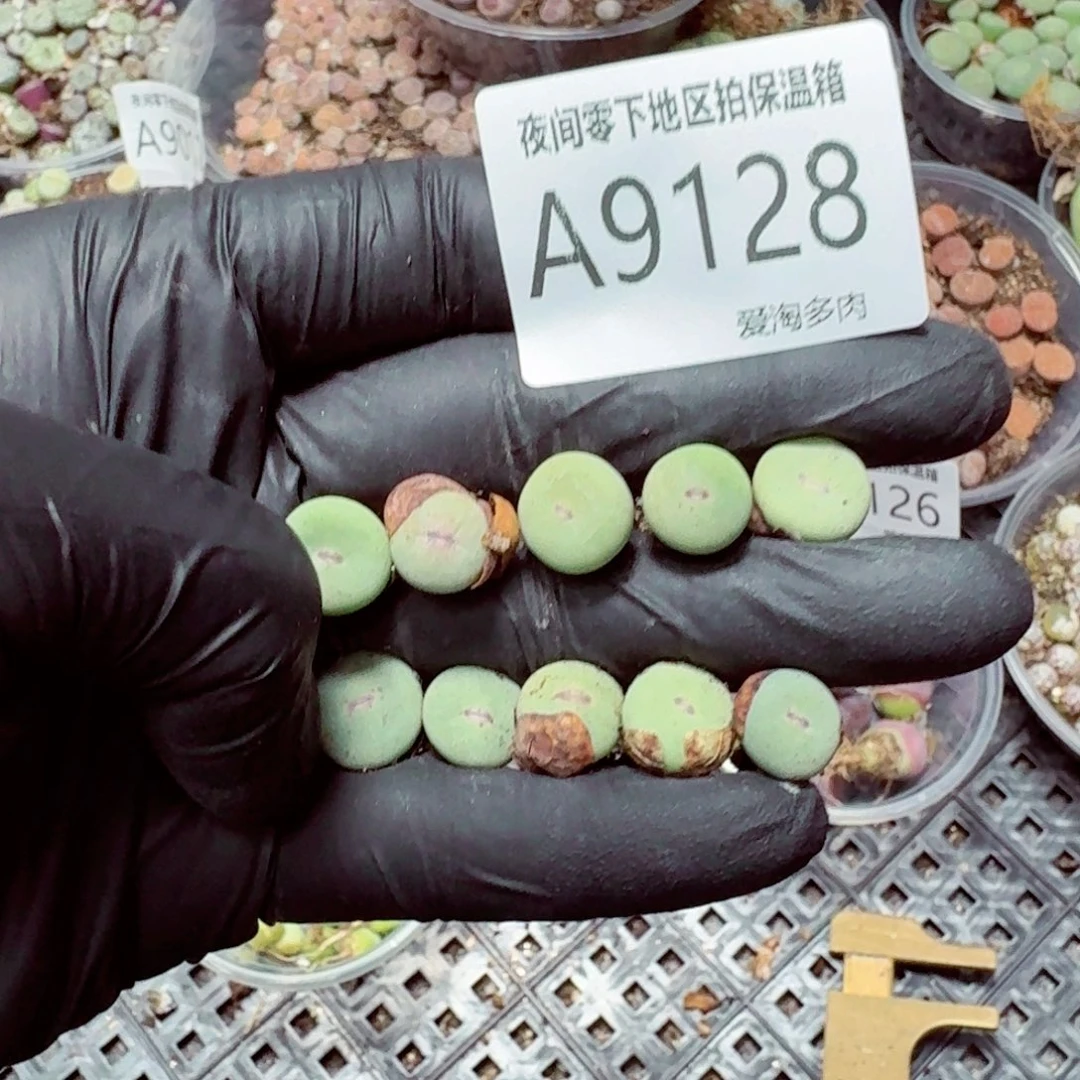 9128–-零下地区需拍保温箱