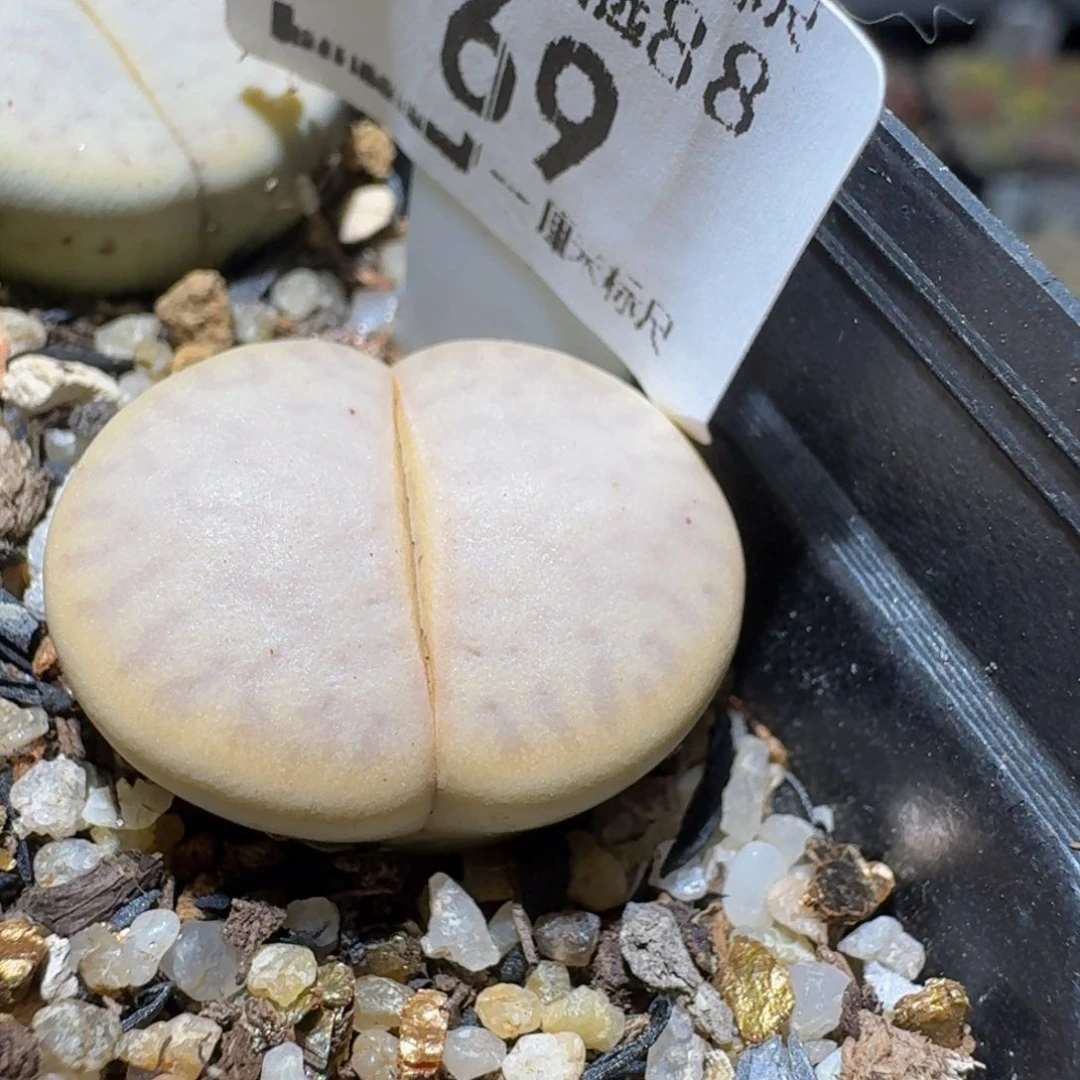 Ssss精品生石花69