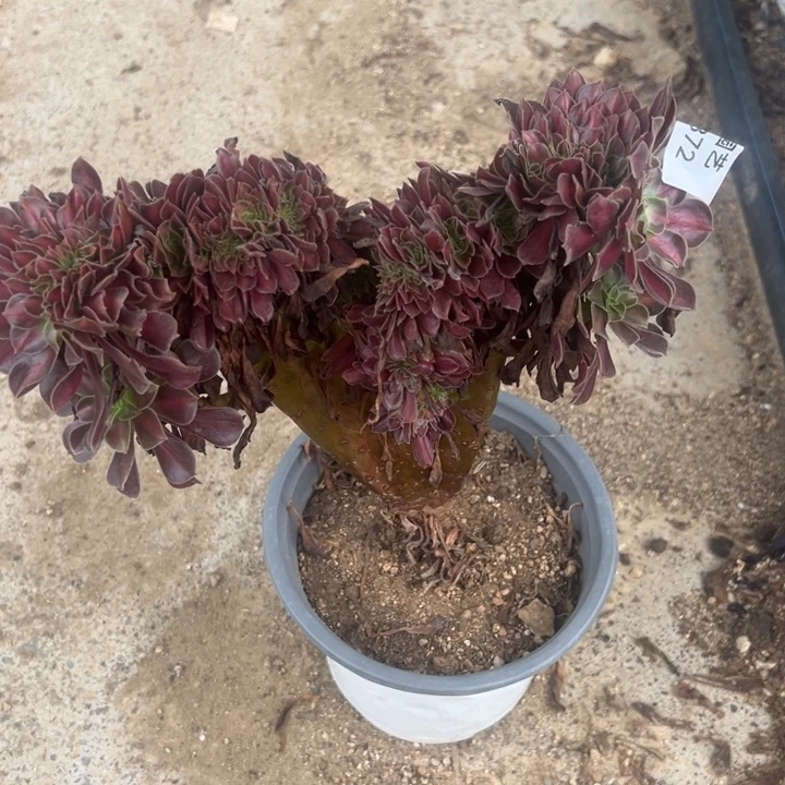 华纳翅膀缀多肉植物372