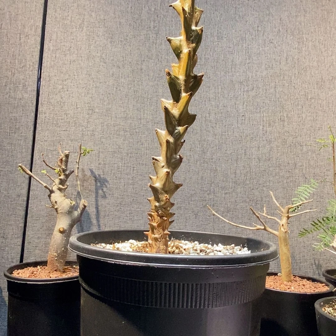 入***李实生角榄一个带盆