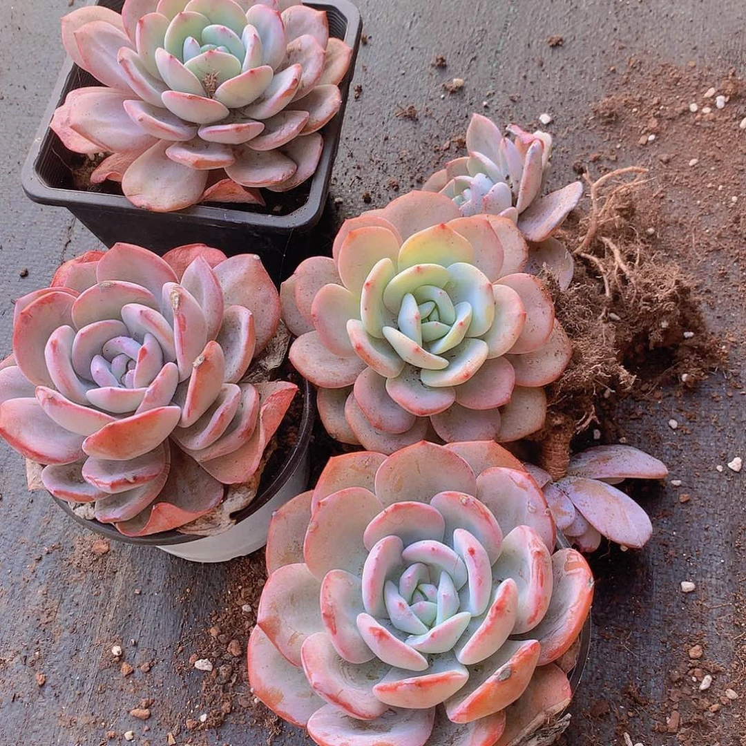 两颗韩奶茶捡漏356778889999