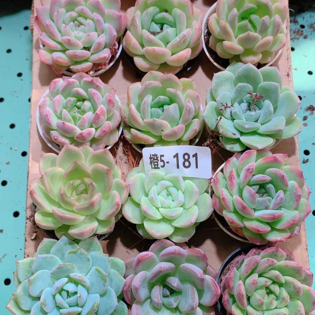 5-181一物一拍多肉带盆18颗